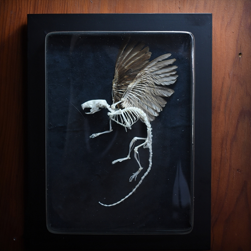 2036 Chimerical Rodent Winged Shadowbox Gothic Anatomy Study Bone Articulation Alate Muridae Ossuary Art Victorian Curio