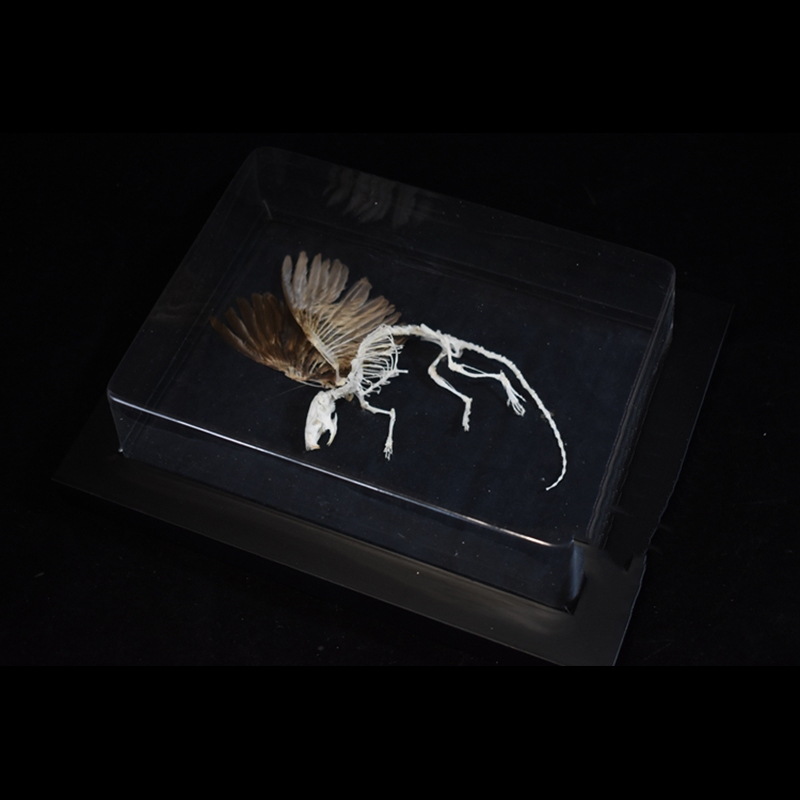 2036 Chimerical Rodent Winged Shadowbox Gothic Anatomy Study Bone Articulation Alate Muridae Ossuary Art Victorian Curio