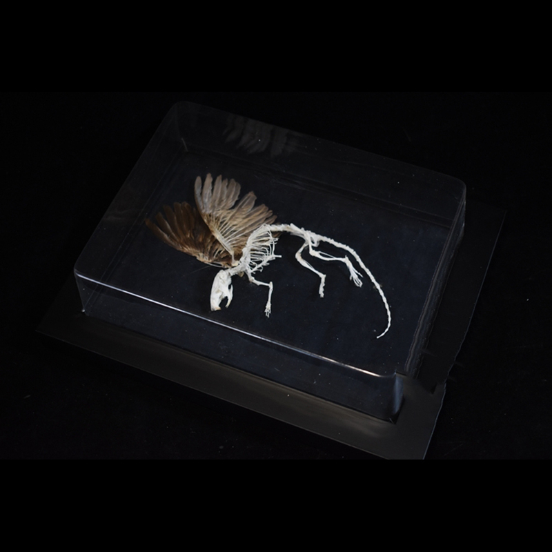 2036 Chimerical Rodent Winged Shadowbox Gothic Anatomy Study Bone Articulation Alate Muridae Ossuary Art Victorian Curio