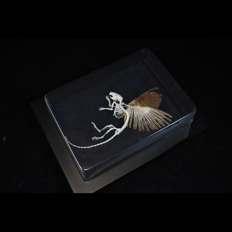 2036 Chimerical Rodent Winged Shadowbox Gothic Anatomy Study Bone Articulation Alate Muridae Ossuary Art Victorian Curio