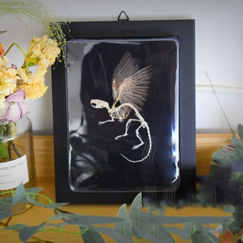 2036 Chimerical Rodent Winged Shadowbox Gothic Anatomy Study Bone Articulation Alate Muridae Ossuary Art Victorian Curio