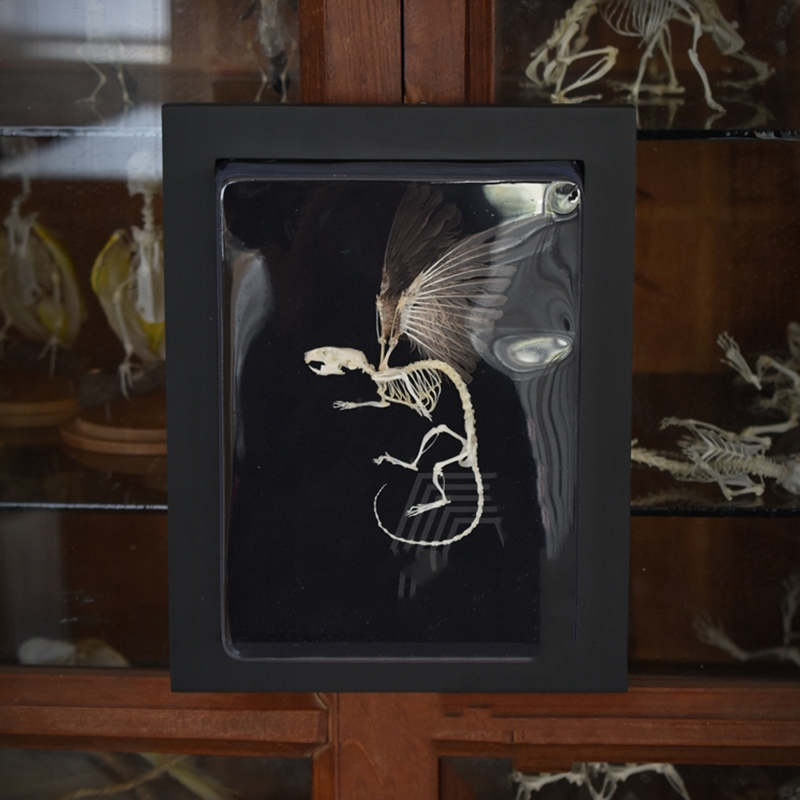 2036 Chimerical Rodent Winged Shadowbox Gothic Anatomy Study Bone Articulation Alate Muridae Ossuary Art Victorian Curio