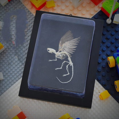 2036 Chimerical Rodent Winged Shadowbox Gothic Anatomy Study Bone Articulation Alate Muridae Ossuary Art Victorian Curio