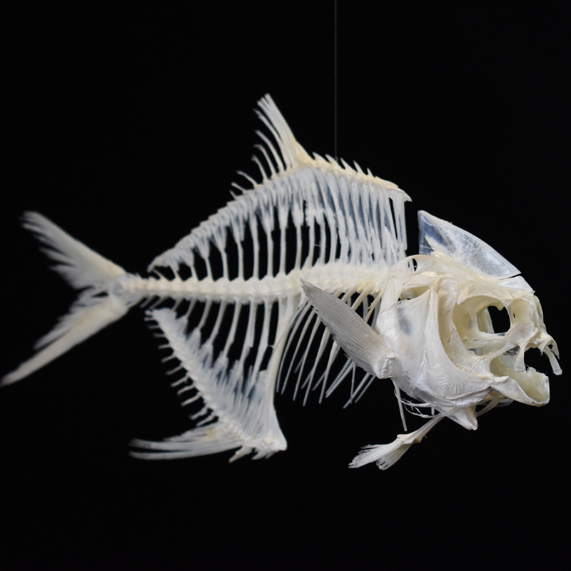 2021 Taxidermy Golden Pomfret Fish Skeleton Replica Bone Model Educational Science Display Art Craft Collection Marine Biology Study Decor