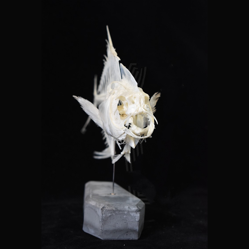 2021 Taxidermy Golden Pomfret Fish Skeleton Replica Bone Model Educational Science Display Art Craft Collection Marine Biology Study Decor