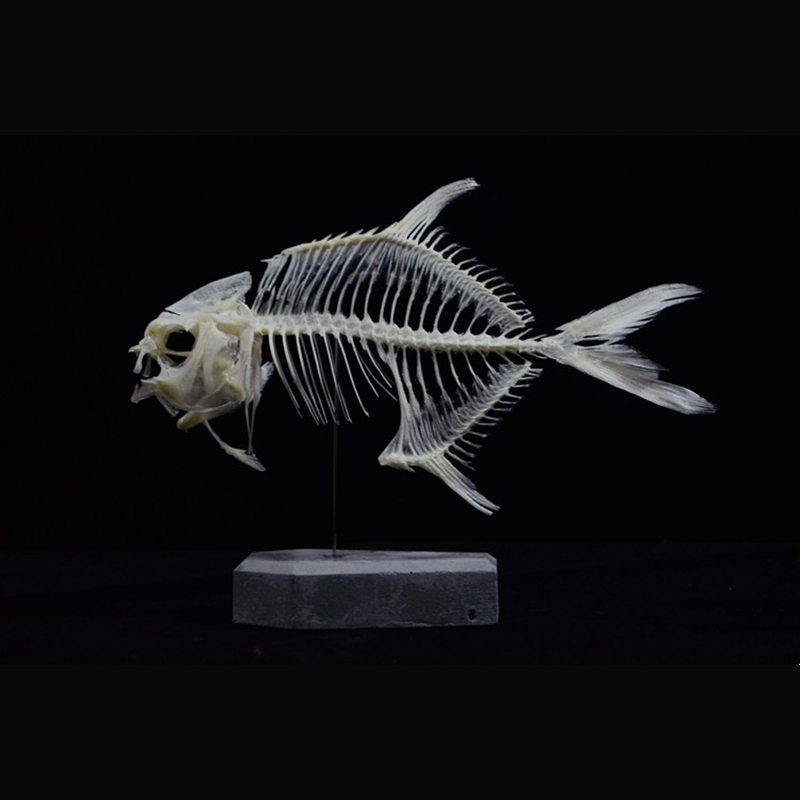 2021 Taxidermy Golden Pomfret Fish Skeleton Replica Bone Model Educational Science Display Art Craft Collection Marine Biology Study Decor