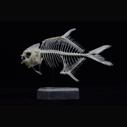 2021 Taxidermy Golden Pomfret Fish Skeleton Replica Bone Model Educational Science Display Art Craft Collection Marine Biology Study Decor
