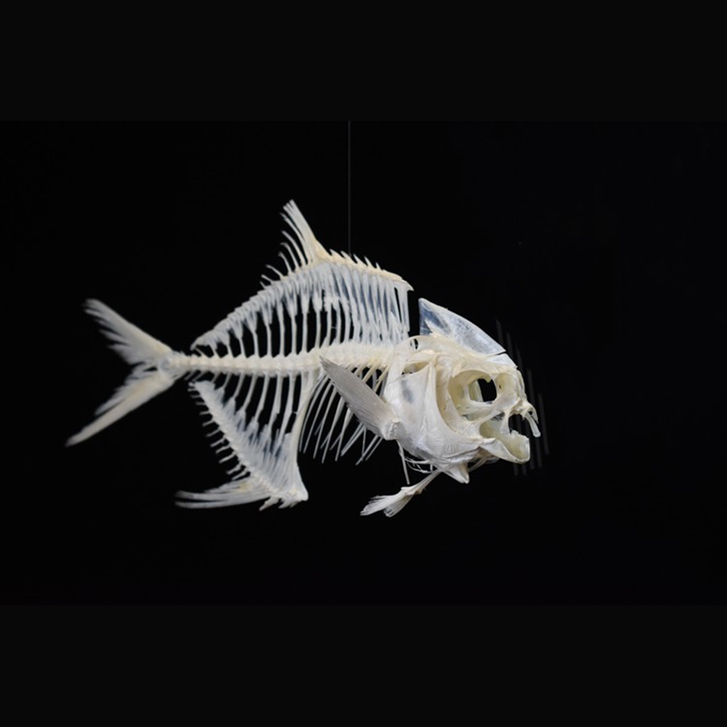 2021 Taxidermy Golden Pomfret Fish Skeleton Replica Bone Model Educational Science Display Art Craft Collection Marine Biology Study Decor