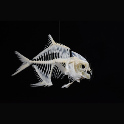 2021 Taxidermy Golden Pomfret Fish Skeleton Replica Bone Model Educational Science Display Art Craft Collection Marine Biology Study Decor