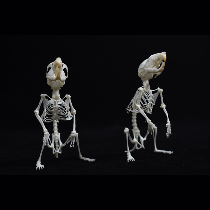 2028 Taxidermy Erect Cricetidae Skeletal Art Victorian Biology Display Bone Articulation Gothic Cabinet Replica Anthropomorphic Rodent
