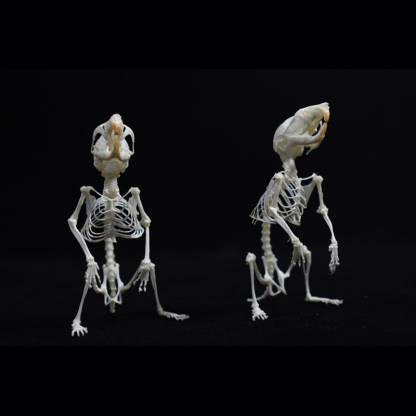 2028 Taxidermy Erect Cricetidae Skeletal Art Victorian Biology Display Bone Articulation Gothic Cabinet Replica Anthropomorphic Rodent