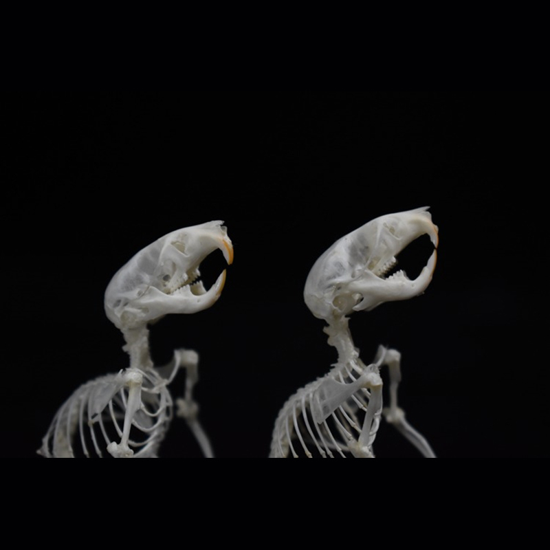 2028 Taxidermy Erect Cricetidae Skeletal Art Victorian Biology Display Bone Articulation Gothic Cabinet Replica Anthropomorphic Rodent