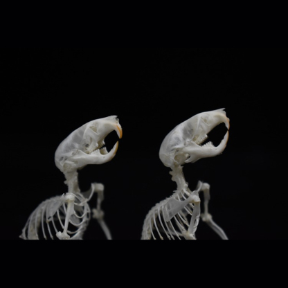 2028 Taxidermy Erect Cricetidae Skeletal Art Victorian Biology Display Bone Articulation Gothic Cabinet Replica Anthropomorphic Rodent