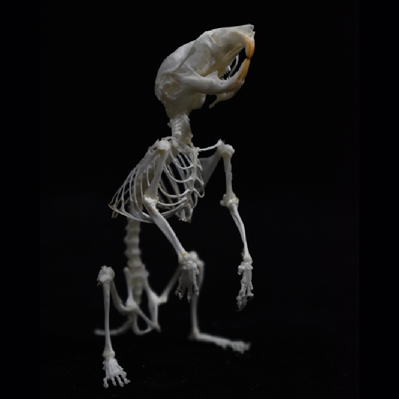 2028 Taxidermy Erect Cricetidae Skeletal Art Victorian Biology Display Bone Articulation Gothic Cabinet Replica Anthropomorphic Rodent