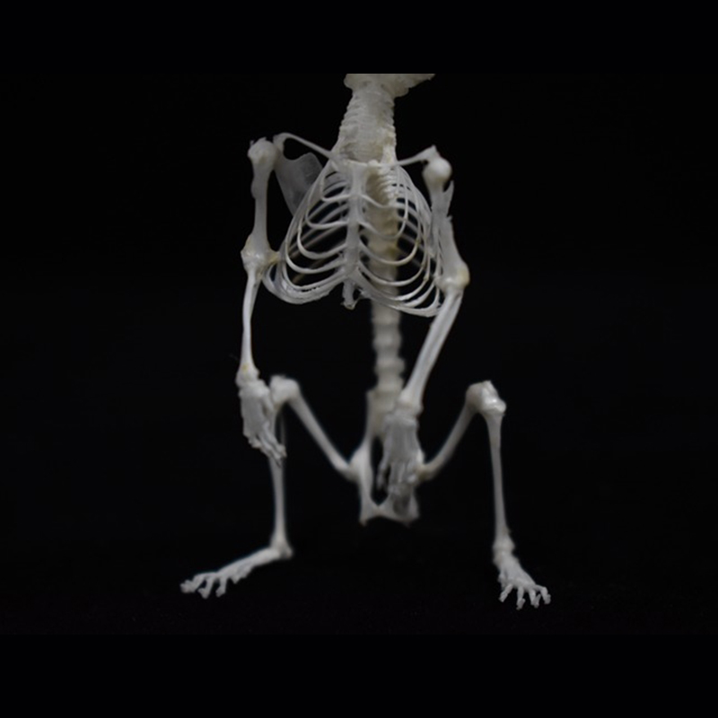 2028 Taxidermy Erect Cricetidae Skeletal Art Victorian Biology Display Bone Articulation Gothic Cabinet Replica Anthropomorphic Rodent