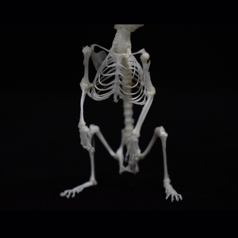 2028 Taxidermy Erect Cricetidae Skeletal Art Victorian Biology Display Bone Articulation Gothic Cabinet Replica Anthropomorphic Rodent