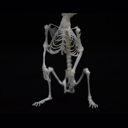 2028 Taxidermy Erect Cricetidae Skeletal Art Victorian Biology Display Bone Articulation Gothic Cabinet Replica Anthropomorphic Rodent