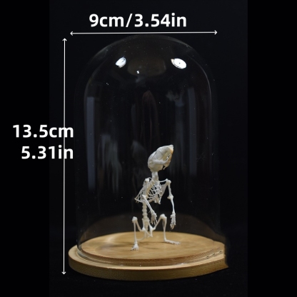 2028 Taxidermy Erect Cricetidae Skeletal Art Victorian Biology Display Bone Articulation Gothic Cabinet Replica Anthropomorphic Rodent