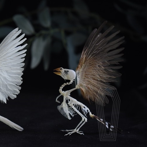 2001 Lifelike Avian Skeleton Replica Resin Cast Gothic Biology Study Non-Biological Specimen Dark Academia Decor Ethical