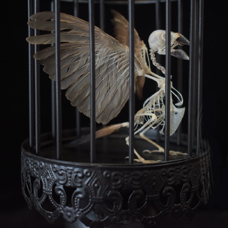 2001 Lifelike Avian Skeleton Replica Resin Cast Gothic Biology Study Non-Biological Specimen Dark Academia Decor Ethical