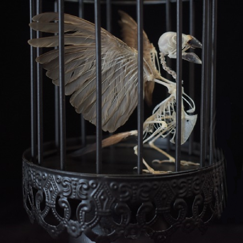 2001 Lifelike Avian Skeleton Replica Resin Cast Gothic Biology Study Non-Biological Specimen Dark Academia Decor Ethical