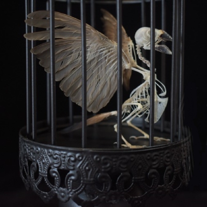 2001 Lifelike Avian Skeleton Replica Resin Cast Gothic Biology Study Non-Biological Specimen Dark Academia Decor Ethical