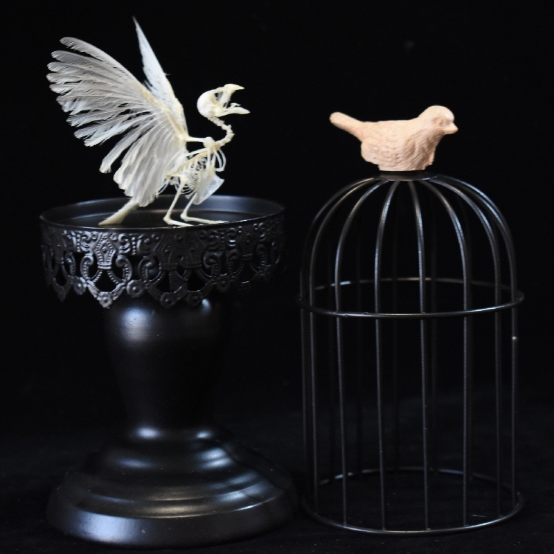 2001 Lifelike Avian Skeleton Replica Resin Cast Gothic Biology Study Non-Biological Specimen Dark Academia Decor Ethical
