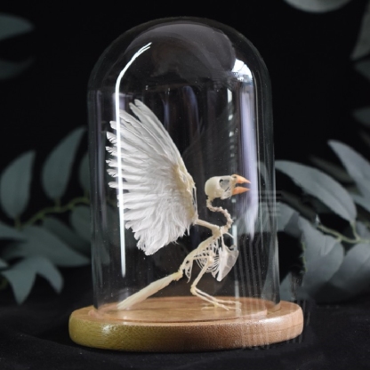 2001 Lifelike Avian Skeleton Replica Resin Cast Gothic Biology Study Non-Biological Specimen Dark Academia Decor Ethical