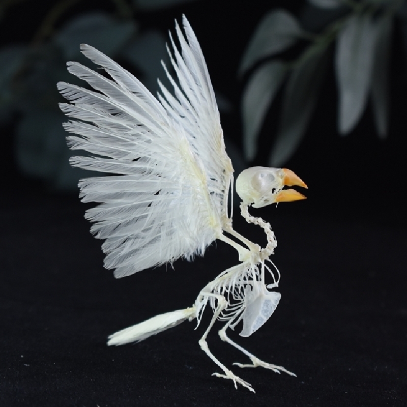 2001 Lifelike Avian Skeleton Replica Resin Cast Gothic Biology Study Non-Biological Specimen Dark Academia Decor Ethical