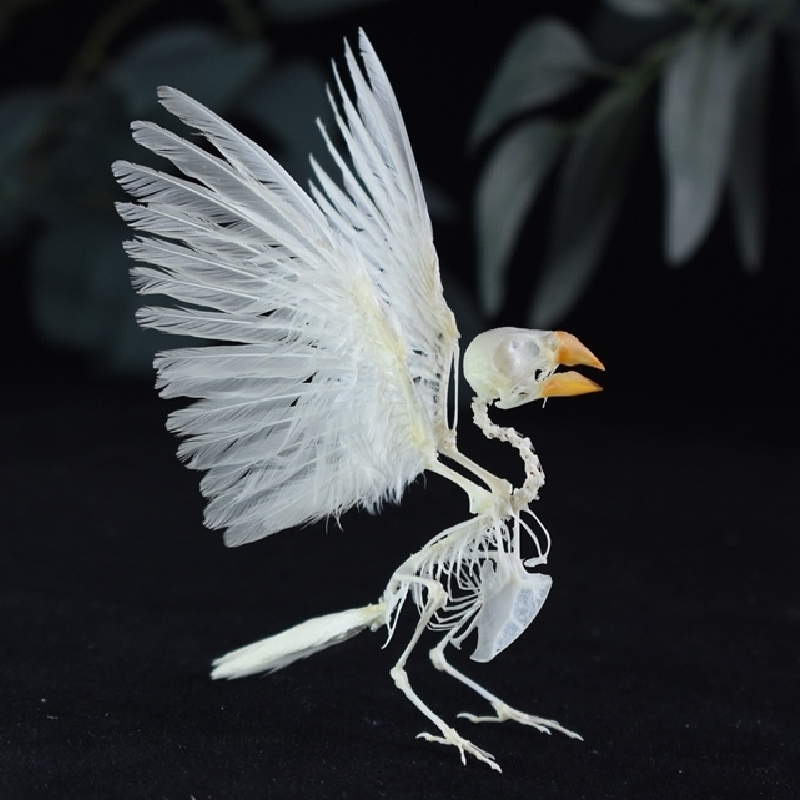 2001 Lifelike Avian Skeleton Replica Resin Cast Gothic Biology Study Non-Biological Specimen Dark Academia Decor Ethical