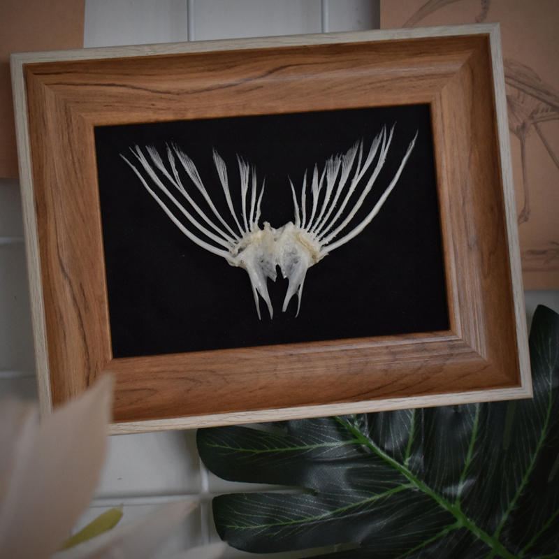 2006 Taxidermy Framed Fish Tail Bone Art Marine Biology Display Oceanic Skeletal Sculpture Victorian Cabinet Curio Anatomy Decor Crafted