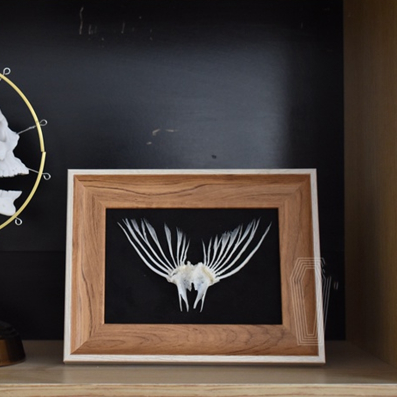 2006 Taxidermy Framed Fish Tail Bone Art Marine Biology Display Oceanic Skeletal Sculpture Victorian Cabinet Curio Anatomy Decor Crafted