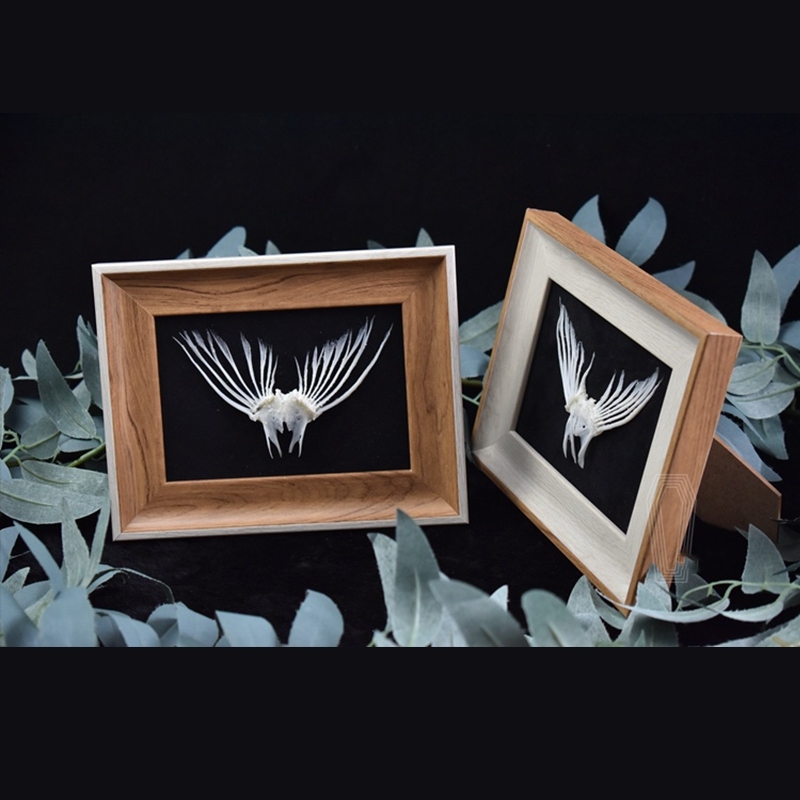 2006 Taxidermy Framed Fish Tail Bone Art Marine Biology Display Oceanic Skeletal Sculpture Victorian Cabinet Curio Anatomy Decor Crafted