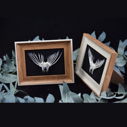 2006 Taxidermy Framed Fish Tail Bone Art Marine Biology Display Oceanic Skeletal Sculpture Victorian Cabinet Curio Anatomy Decor Crafted