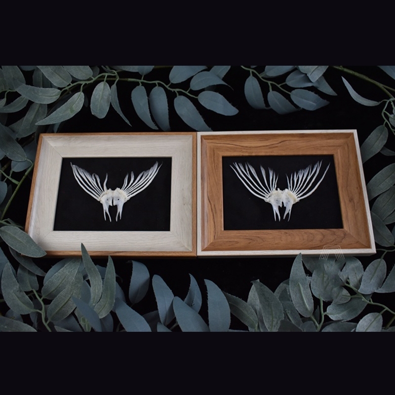 2006 Taxidermy Framed Fish Tail Bone Art Marine Biology Display Oceanic Skeletal Sculpture Victorian Cabinet Curio Anatomy Decor Crafted