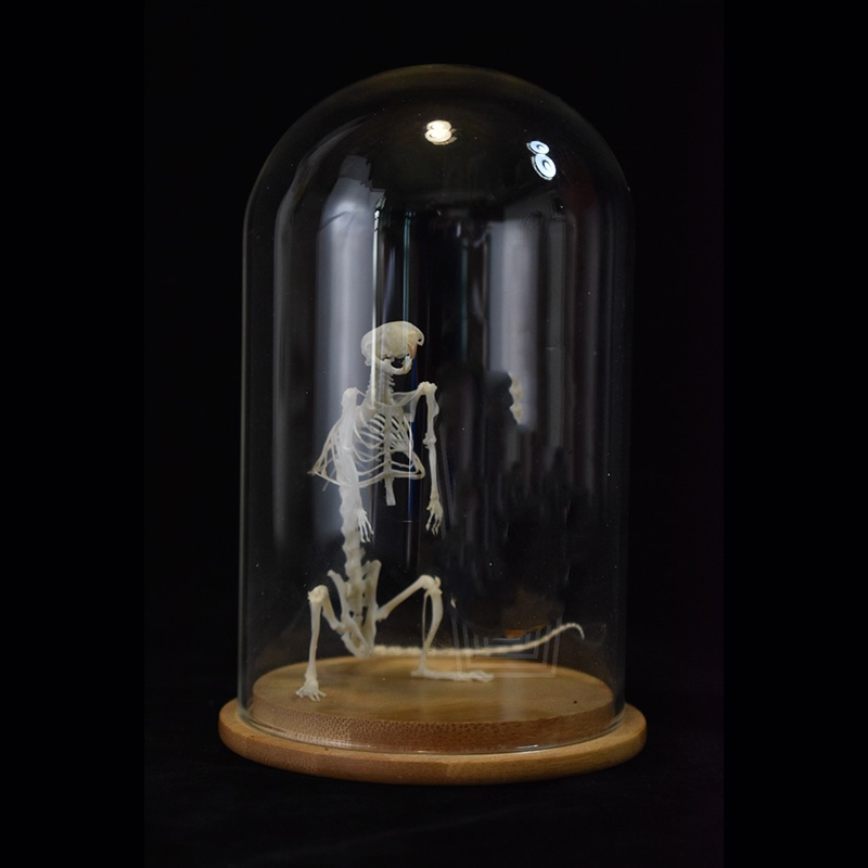 2033 Erect Rodent Osteology Art Gothic Cabinet Curio Articulated Bone Configuration Replica Vertical Cricetidae Shadowbox Occult