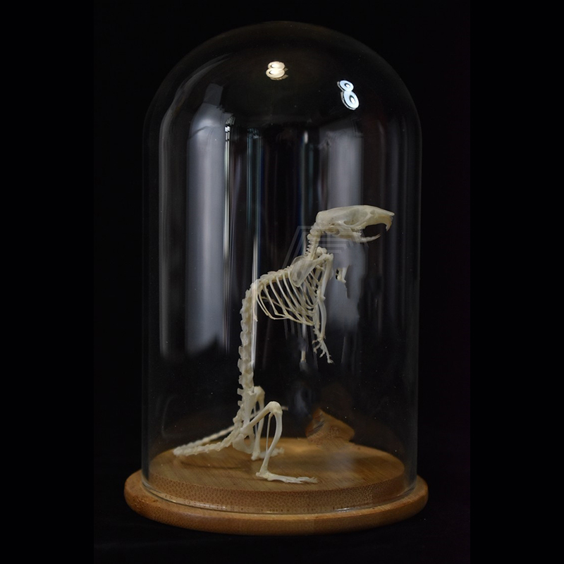 2033 Erect Rodent Osteology Art Gothic Cabinet Curio Articulated Bone Configuration Replica Vertical Cricetidae Shadowbox Occult
