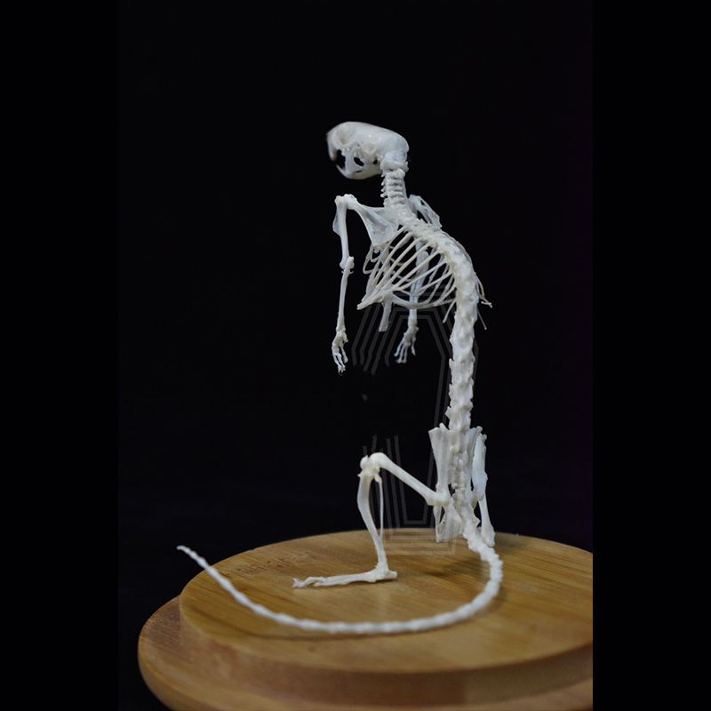 2033 Erect Rodent Osteology Art Gothic Cabinet Curio Articulated Bone Configuration Replica Vertical Cricetidae Shadowbox Occult