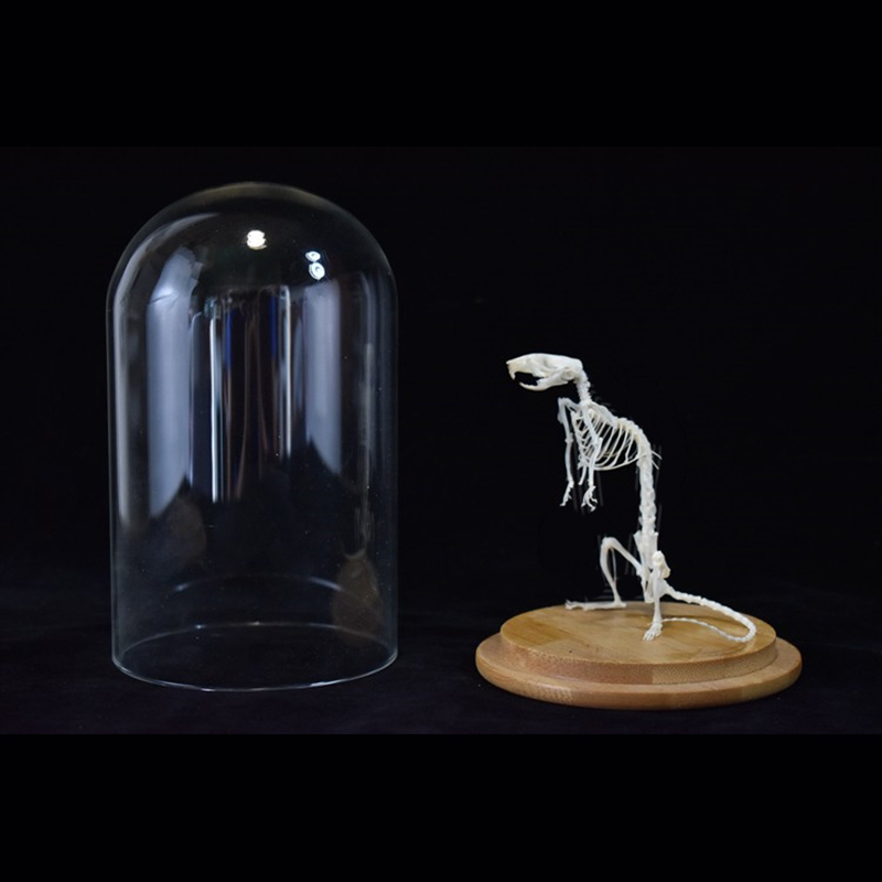 2033 Erect Rodent Osteology Art Gothic Cabinet Curio Articulated Bone Configuration Replica Vertical Cricetidae Shadowbox Occult