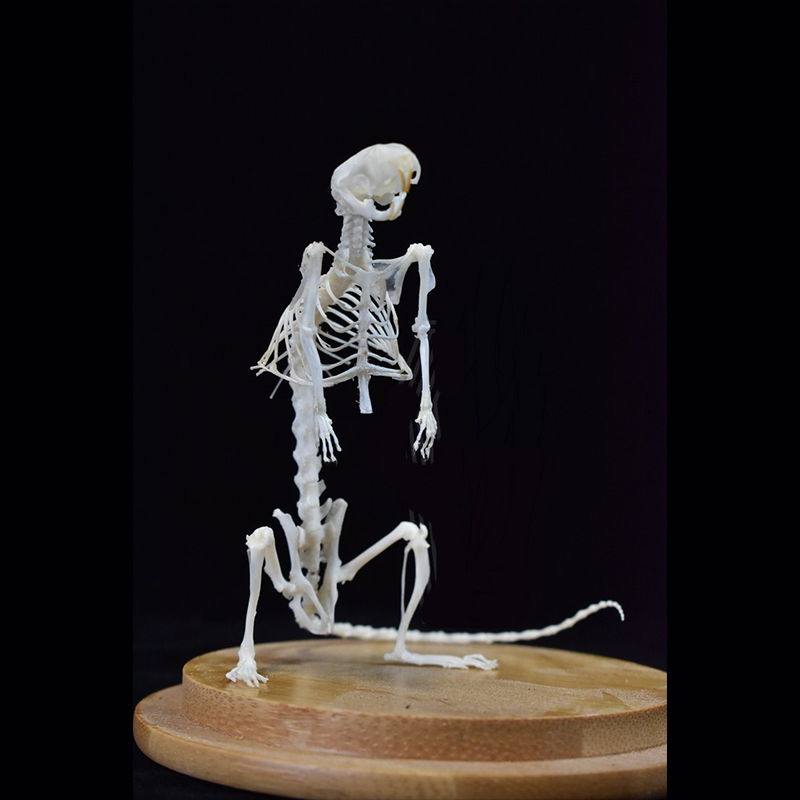 2033 Erect Rodent Osteology Art Gothic Cabinet Curio Articulated Bone Configuration Replica Vertical Cricetidae Shadowbox Occult