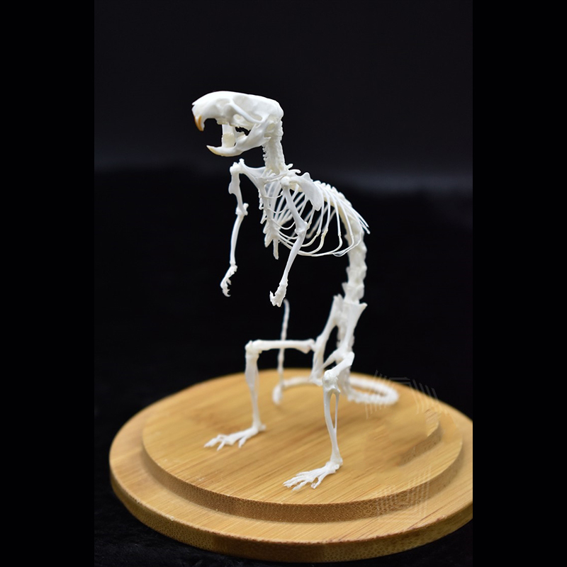 2033 Erect Rodent Osteology Art Gothic Cabinet Curio Articulated Bone Configuration Replica Vertical Cricetidae Shadowbox Occult