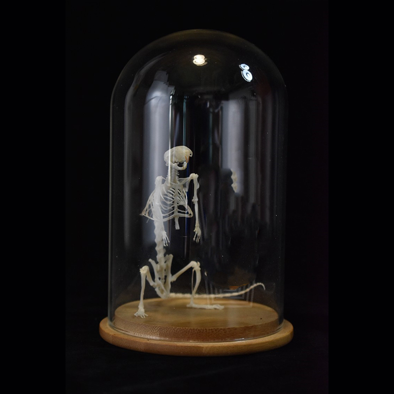 2033 Erect Rodent Osteology Art Gothic Cabinet Curio Articulated Bone Configuration Replica Vertical Cricetidae Shadowbox Occult