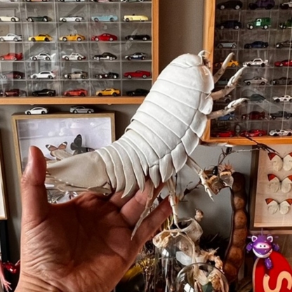 2242 Giant Bathynomus Giganteus Insect Resin Art Decoration Size 40cm Entomological Display Decoration Natural Home Accessories