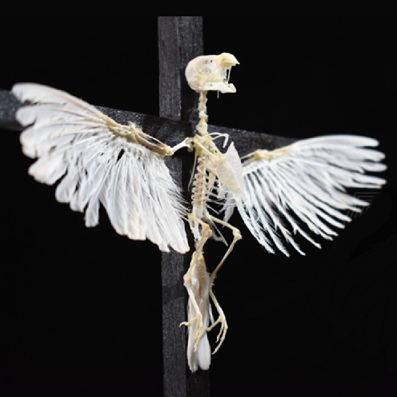 2003 Ornamental Bird Bone Cross Charm Gothic Home Decor Craft Miniature Animal Skeleton Replica Wall Hanging Spiritual Art