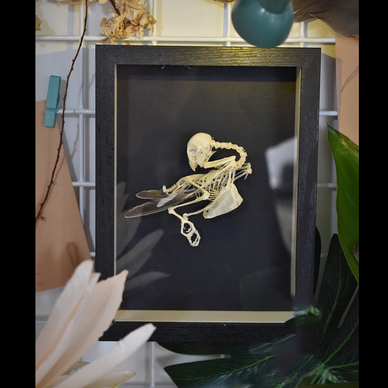 2044 Boutique series  Taxidermy Vintage Style Bird Skeleton Art Frame Home Decor Wall Display Craft Educational Science Decoration Room Collection