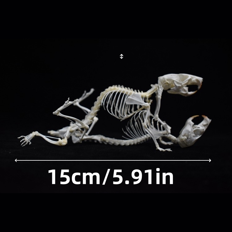2029 Taxidermy Dual Rodent Skeletal Allegory Gothic Amor Display Victorian Osteology Bone Configuration Replica Companion Mouse Ossuary