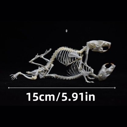 2029 Taxidermy Dual Rodent Skeletal Allegory Gothic Amor Display Victorian Osteology Bone Configuration Replica Companion Mouse Ossuary
