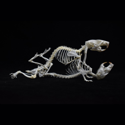 2029 Taxidermy Dual Rodent Skeletal Allegory Gothic Amor Display Victorian Osteology Bone Configuration Replica Companion Mouse Ossuary