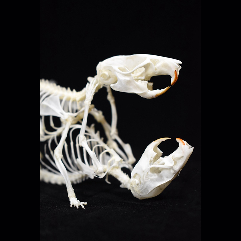 2029 Taxidermy Dual Rodent Skeletal Allegory Gothic Amor Display Victorian Osteology Bone Configuration Replica Companion Mouse Ossuary