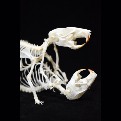 2029 Taxidermy Dual Rodent Skeletal Allegory Gothic Amor Display Victorian Osteology Bone Configuration Replica Companion Mouse Ossuary